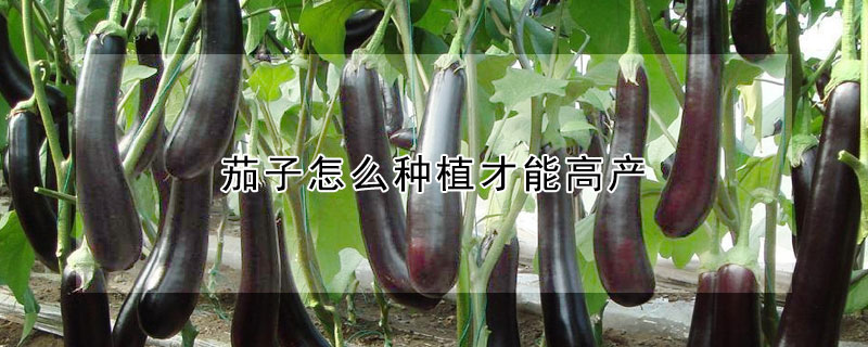 茄子怎麼種植才能高產