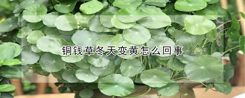 銅錢草冬天變黃怎麼回事