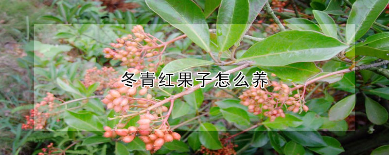 冬青紅果子怎麼養
