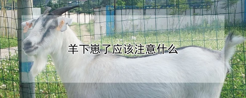 羊下崽了應該注意什麼