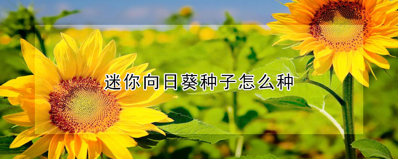 迷你向日葵種子怎麼種