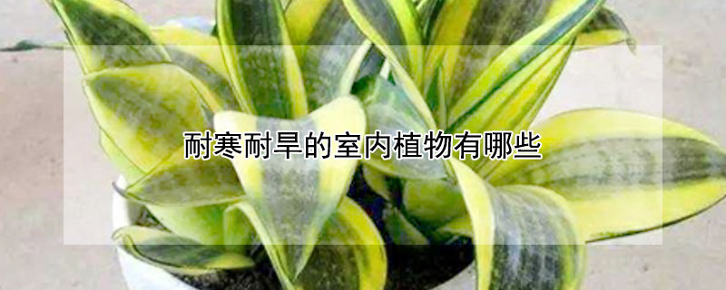 耐寒耐旱的室內植物有哪些