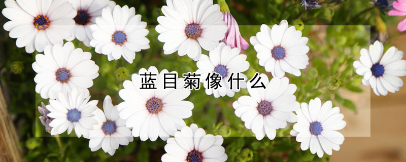 藍目菊像什麼
