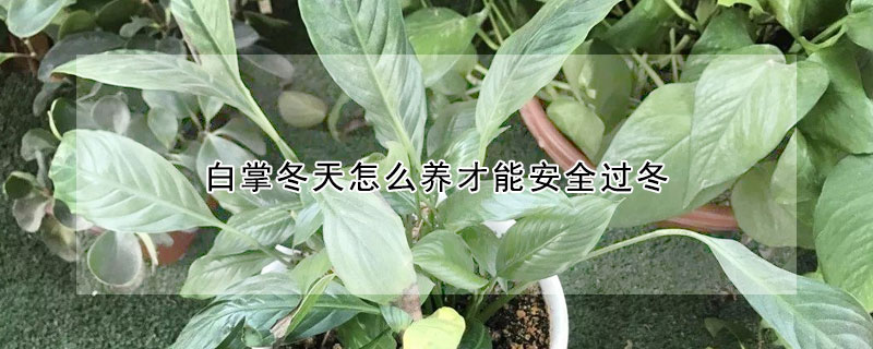 白掌冬天怎麼養才能安全過冬