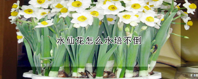 水仙花怎麼水培不倒
