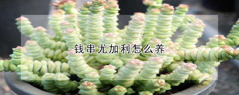 錢串尤加利怎麼養