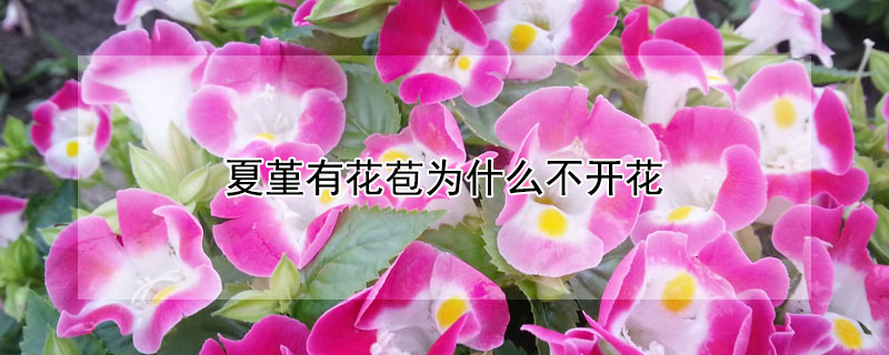 夏堇有花苞為什麼不開花