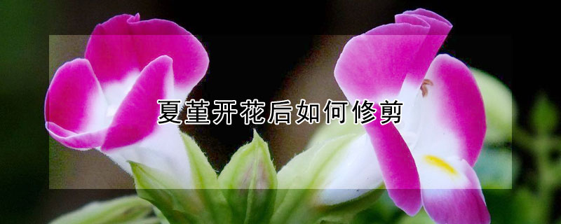 夏堇開花後如何修剪