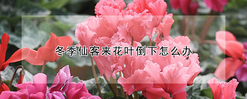 冬季仙客來花葉倒下怎麼辦
