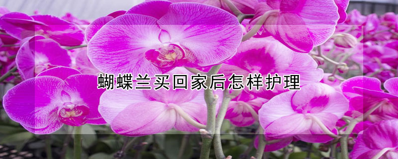 蝴蝶蘭買回家後怎樣護理