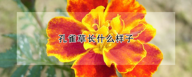 孔雀草長什麼樣子