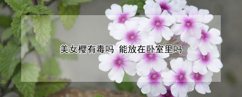 美女櫻有毒嗎 能放在臥室裏嗎