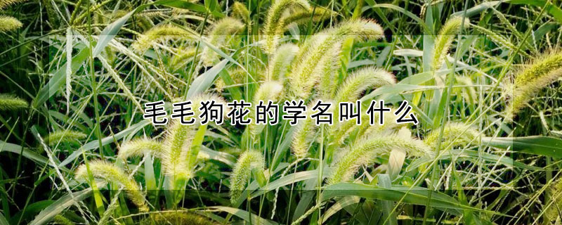 毛毛狗花的學名叫什麼