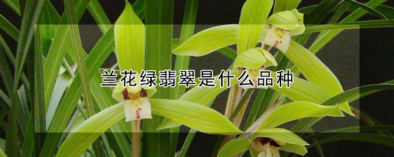 蘭花綠翡翠是什麼品種