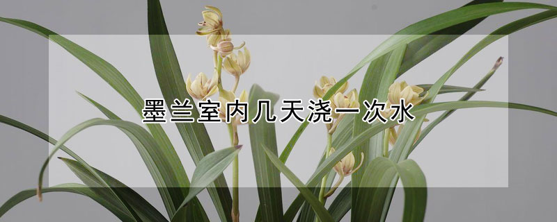 墨蘭室內幾天澆一次水