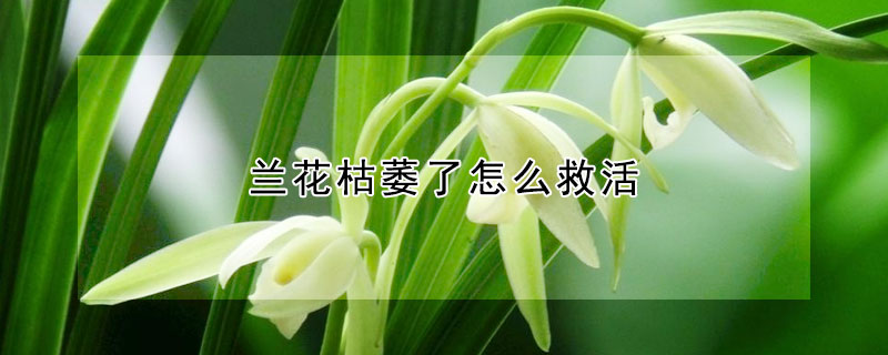 蘭花枯萎了怎麼救活