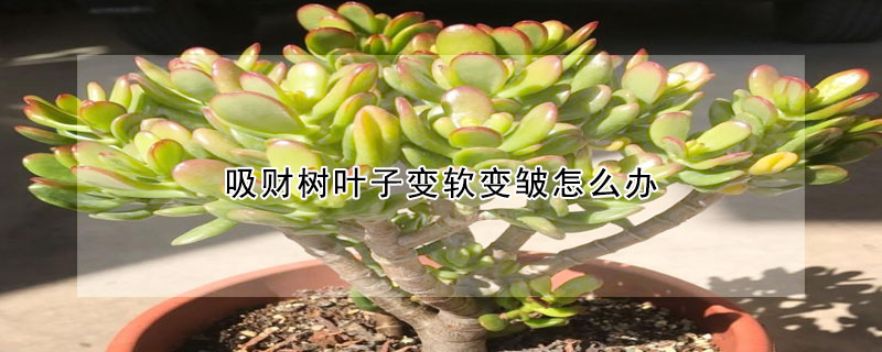 吸財樹葉子變軟變皺怎麼辦