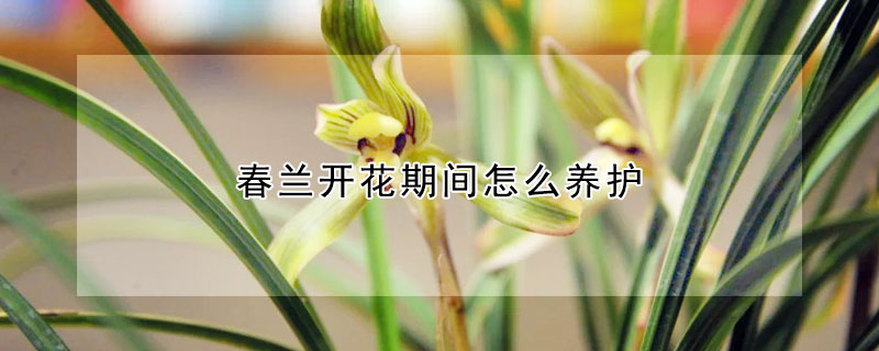 春蘭開花期間怎麼養護