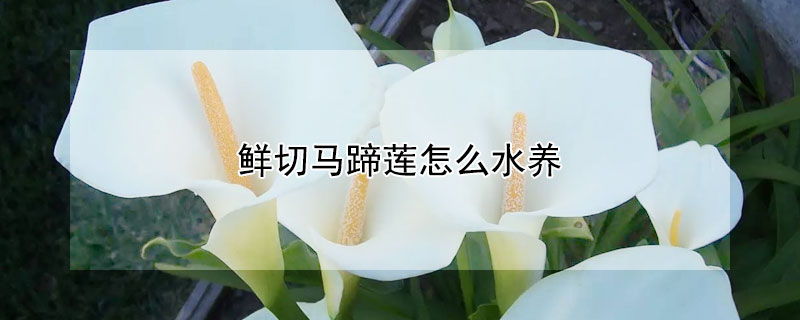 鮮切馬蹄蓮怎麼水養