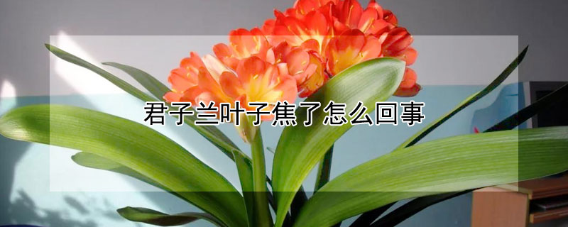 君子蘭葉子焦了怎麼回事