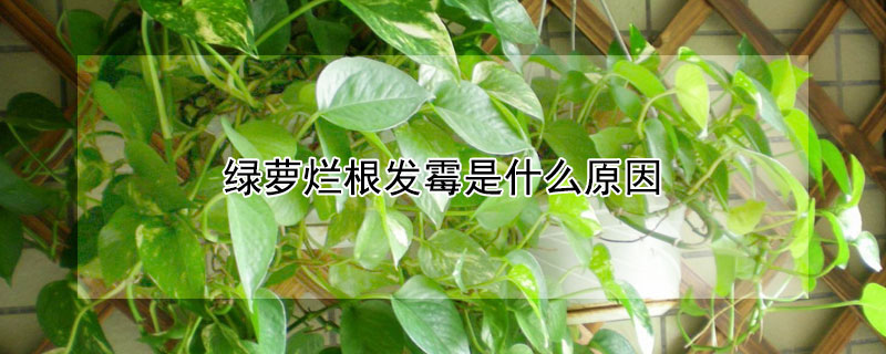 綠蘿爛根發黴是什麼原因