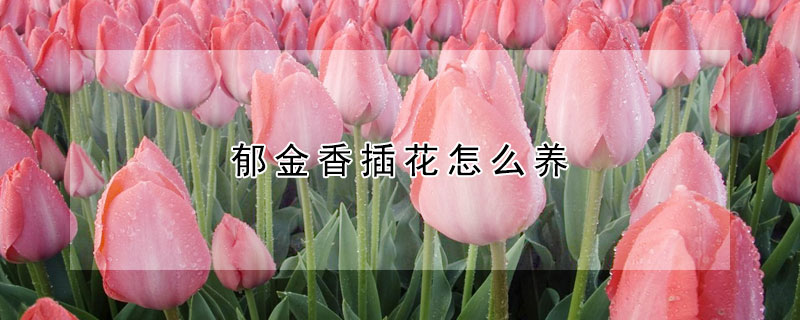 鬱金香插花怎麼養