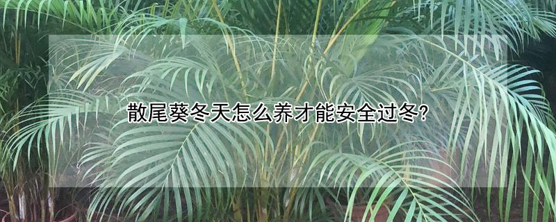 散尾葵冬天怎麼養才能安全過冬?