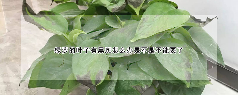 綠蘿的葉子有黑斑怎麼辦是不是不能要了