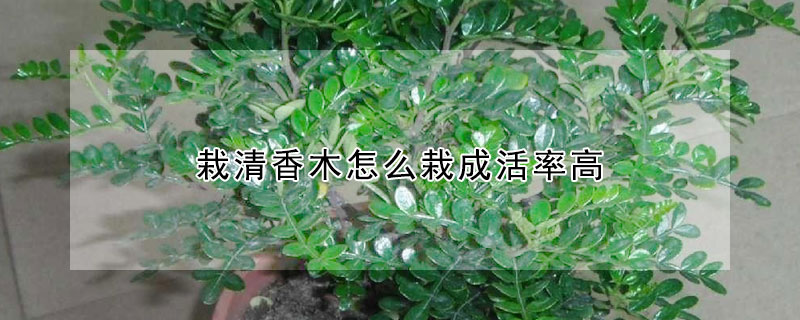 栽清香木怎麼栽成活率高