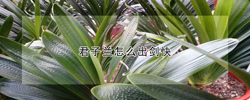 君子蘭怎麼出劍快
