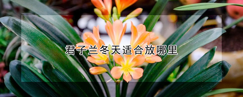 君子蘭冬天適合放哪裏