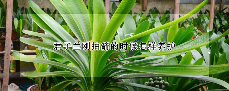 君子蘭剛抽箭的時候怎樣養護