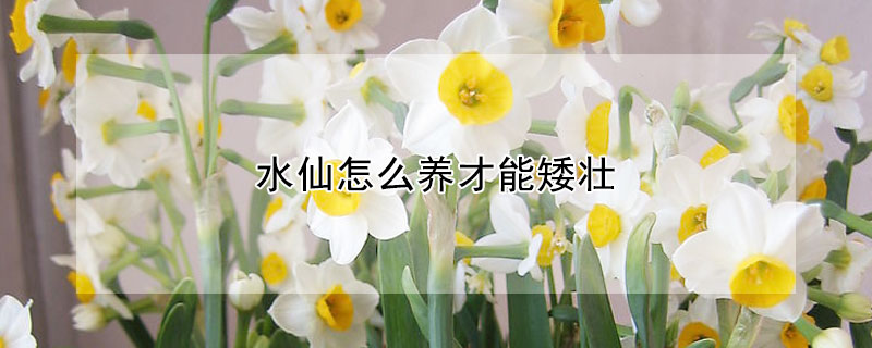 水仙怎麼養才能矮壯