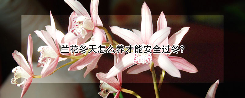 蘭花冬天怎麼養才能安全過冬?