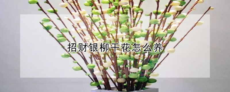 招財銀柳幹花怎麼養