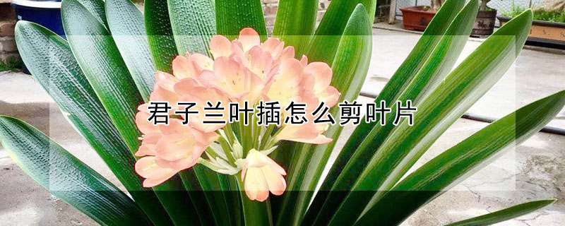 君子蘭葉插怎麼剪葉片