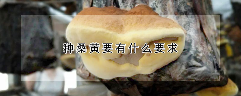種桑黃要有什麼要求