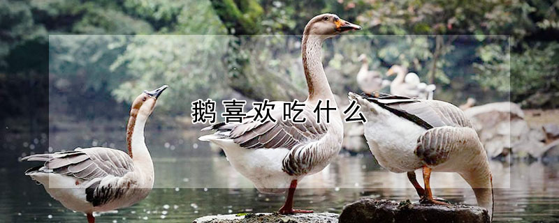 鵝喜歡吃什麼