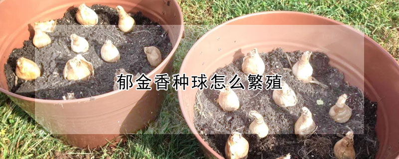 鬱金香種球怎麼繁殖