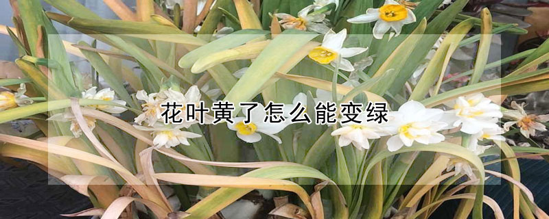 花葉黃了怎麼能變綠