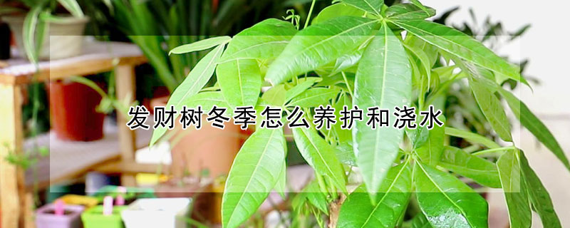 發財樹冬季怎麼養護和澆水