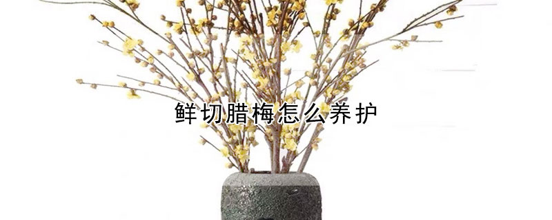 鮮切臘梅怎麼養護