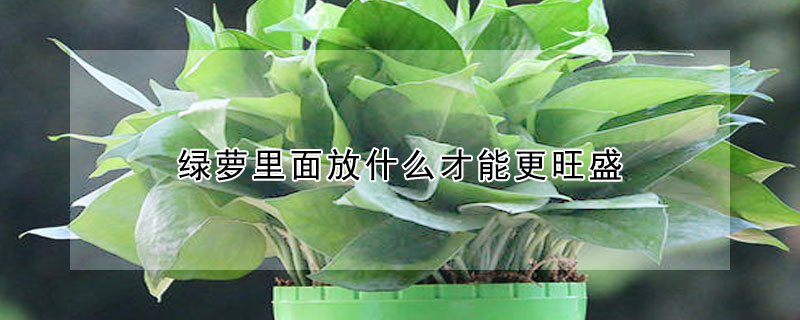 綠蘿裏麵放什麼才能更旺盛