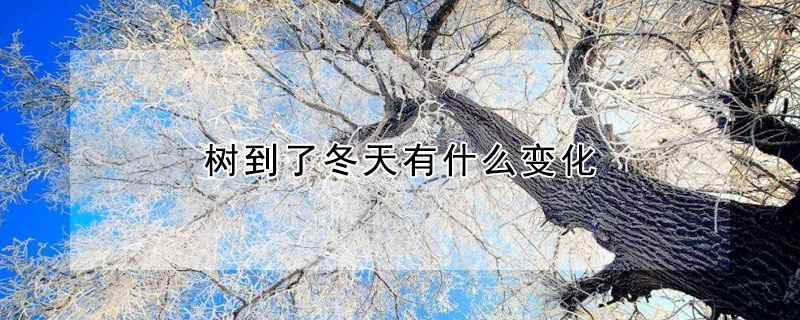 樹到了冬天有什麼變化