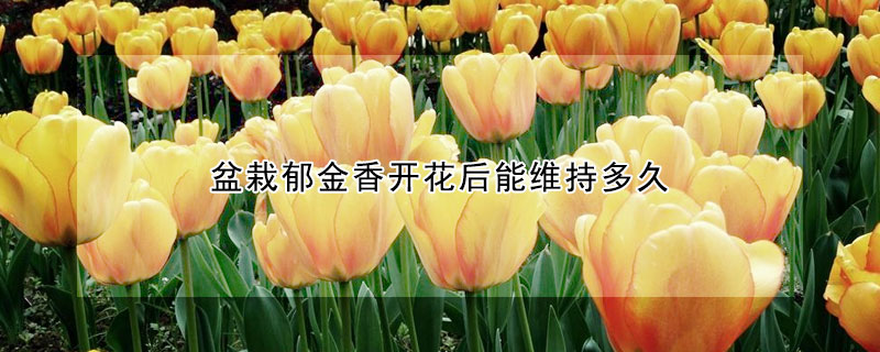 盆栽鬱金香開花後能維持多久