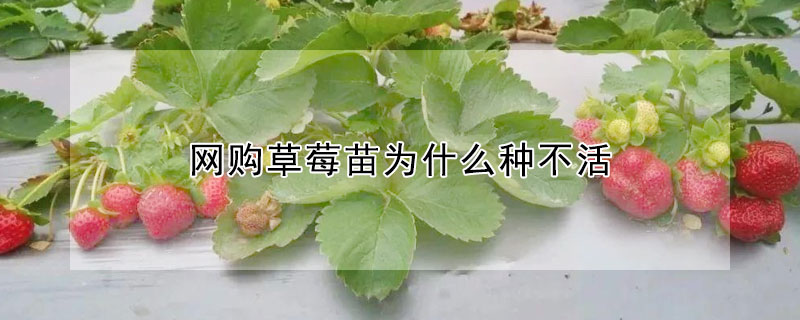 網購草莓苗為什麼種不活