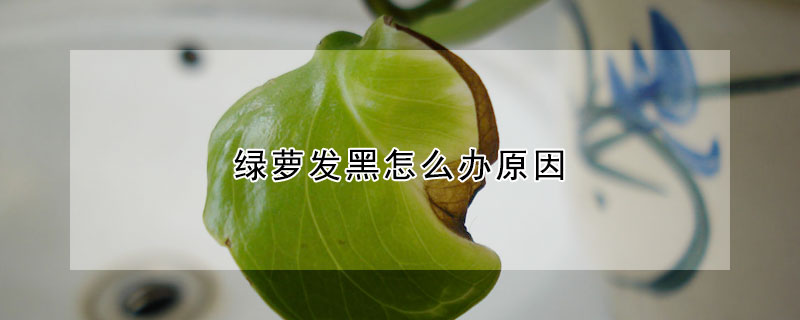 綠蘿發黑怎麼辦原因