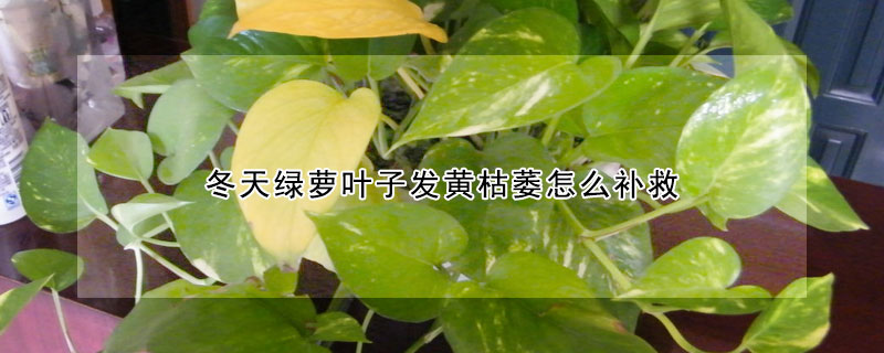 冬天綠蘿葉子發黃枯萎怎麼補救