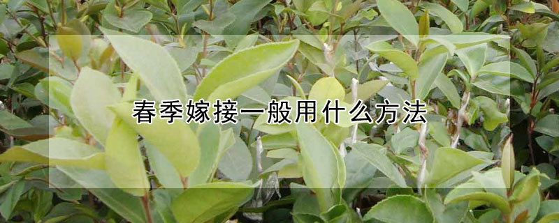 春季嫁接一般用什麼方法