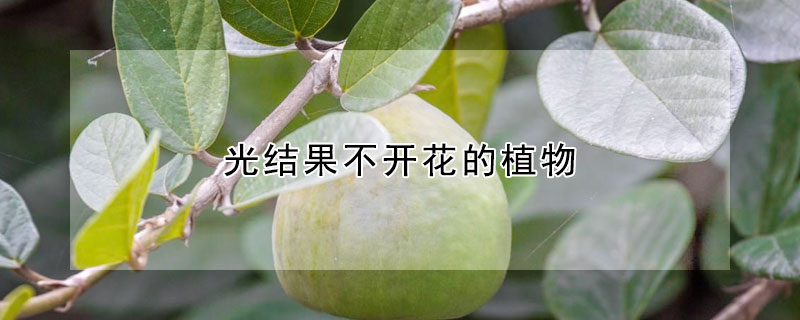 光結果不開花的植物